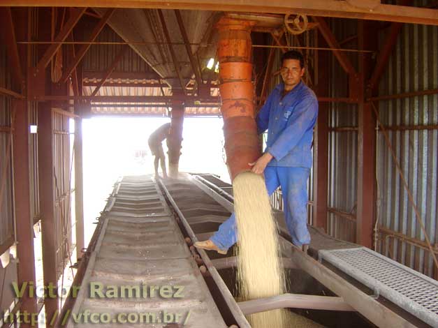 Vagão recebendo a soja por escotilhas no teto