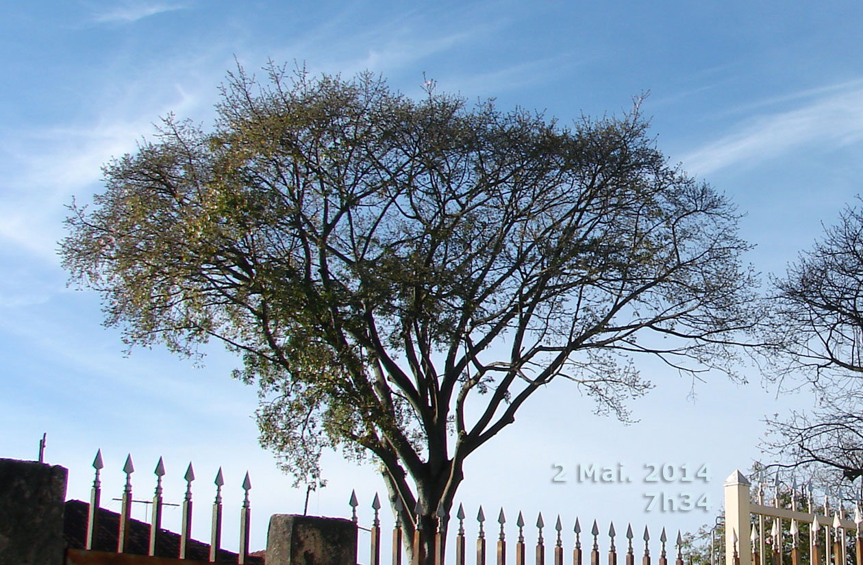 Árvore decídua em 2 Mai. 2014, ainda com a maior parte das folhas