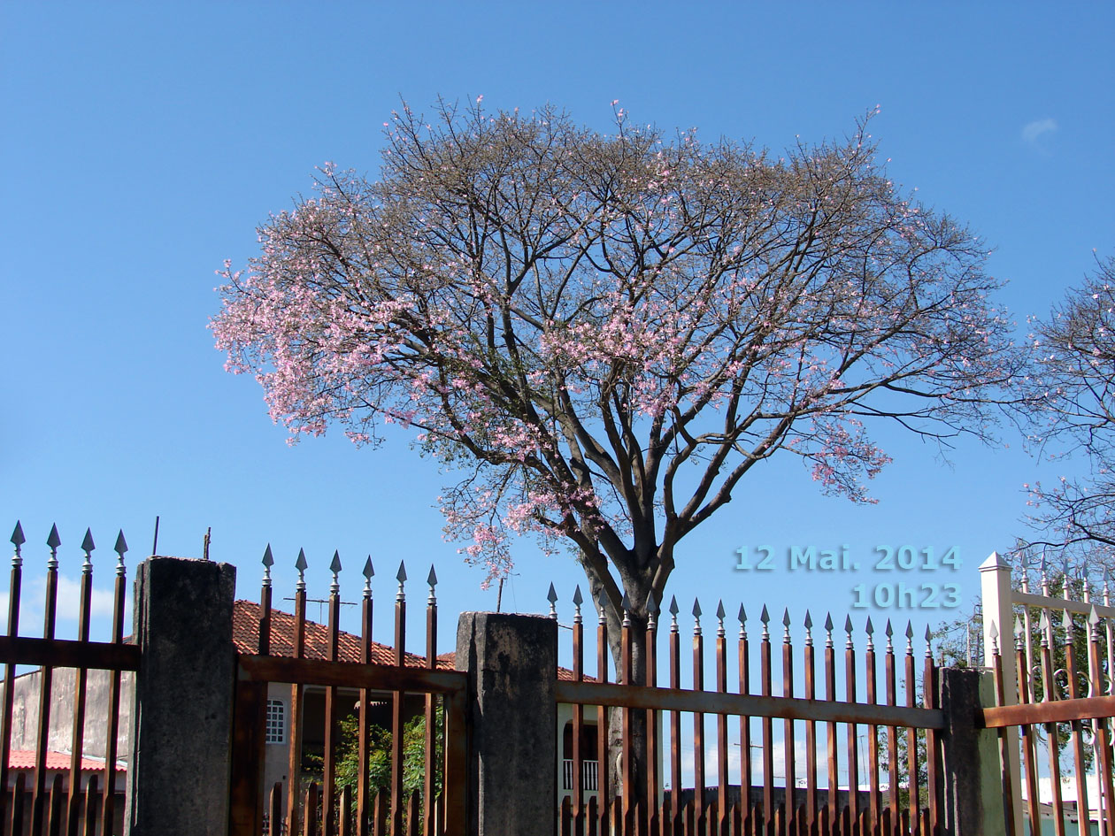Árvore decídua em 12 Mai. 2014, florindo e perdendo as folhas