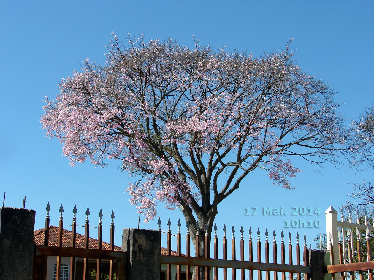 Árvore decídua em 17 Mai. 2014, florindo e quase sem folhas